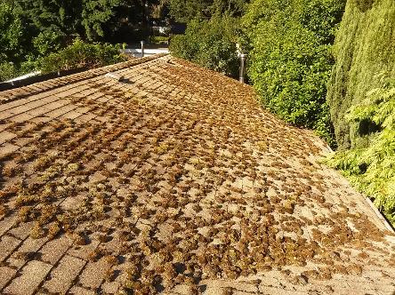 Renton, Bellevue, Redmond and Eastside, roof and window cleaning, gutter cleaning service, moss treatment, pressure washing